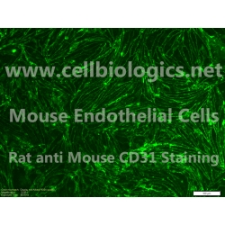 CD1 Mouse Primary Thyroid Microvascular Endothelial Cells